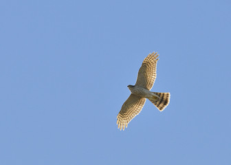 Fototapeta premium Eurasian Sparrowhawk (Accipiter nisus), Greece