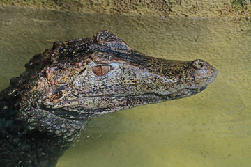 Porträt vom Alligator