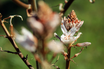Asphodelus with white flowers blooming around Mallorca, Spain, Espana
