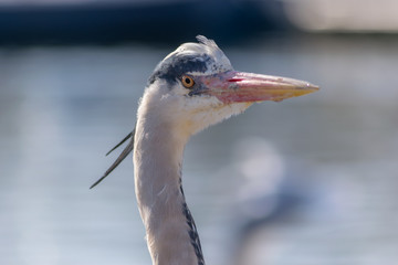 Heron