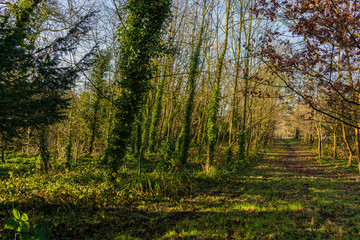 Fototapeta premium Path in the forest