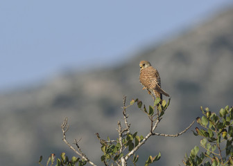 Lesser Kestrel (Falco naumanni), Greece