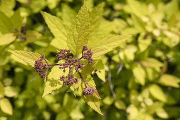 Purple buds of buds with light leaves.