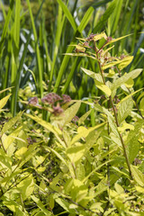 Purple buds of buds with light leaves.