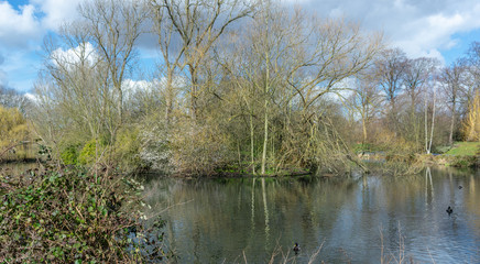 Fototapeta na wymiar Bushes by the pond