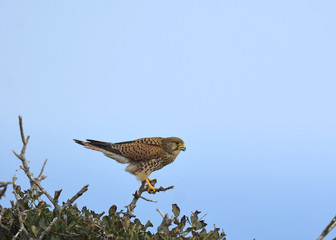 Common Kestrel (Falco tinnunculus)