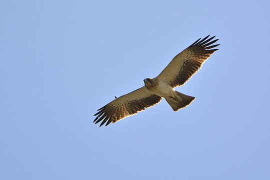 Booted Eagle (Hieraaetus pennatus), Greece