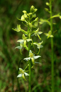 Waldhyazinthe; Platanthera chlorantha