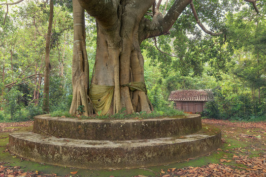 sacred tree and buddhist sanctuary in the forest in thailand.
