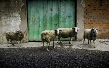 Obraz premium Sheep eating on the farm