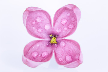 Close-up of a single lilac flower with drops of dew on a white background.