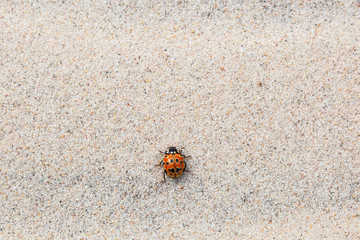Eyed ladybug crawling in the sand