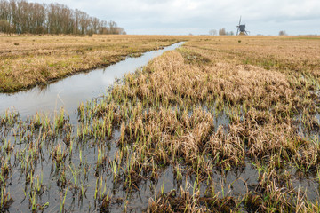 Marshy landscape at the end of the winter season