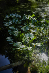 Biotop, gelbe Teichrose im Frühsommer