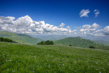 Fototapeta premium Meadow expanses with narcissus flowers under a blue sky with clouds.