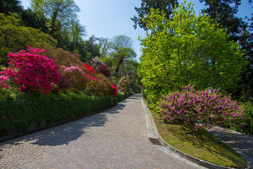 Colorful azalea in the botanical garden of Villa Taranto in Pallanza, Verbania, Italy.