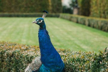 Obraz premium A beautiful peacock in the Waldstein Garden in Prague in the Czech Republic