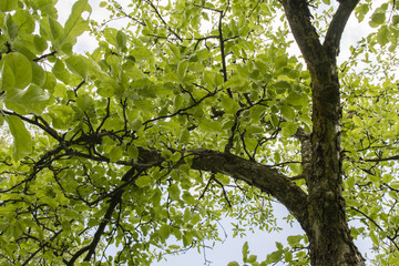 A view of the crown of the apple tree and the old bark on the trunk and the branches.