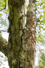 Obraz premium A view of the crown of the apple tree and the old bark on the trunk and the branches.