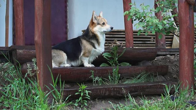 The dog Welsh Corgi pembroke rests on the veranda of his house.