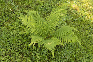 Fern growing on a lawn.