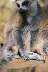 Obraz na płótnie Canvas A huddle of ring tailed lemurs
