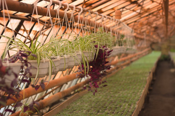 Greenhouse in autumn. Fall Botanical Garden