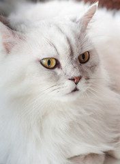 Close-up of shorthair white cat