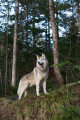 Obraz premium Portrait of serious dog breed Siberian husky standing on the hill in the forest in the spring season at sunset on the trees background