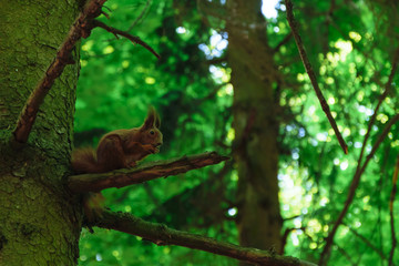 squirrel eating a nut on a tree branch