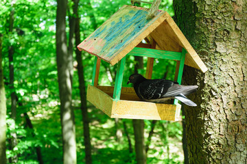 pigeon in a bird house on a tree