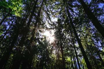 Sun shines through the trees in the forest