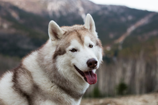 Close-up Portrait of free and prideful beige and white Siberian Husky dog sitting on the hill on mountains background and looking to the camera