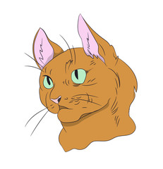 cat portrait, vector