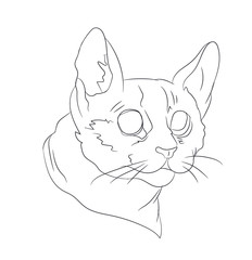 cat portrait, lines, vector,