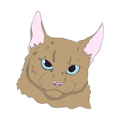 cat portrait, vector