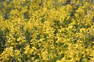 Field full of colored and detailed yellow flowers during spring