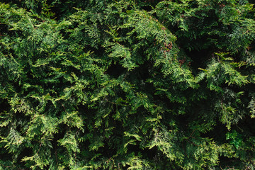 green conifer bush