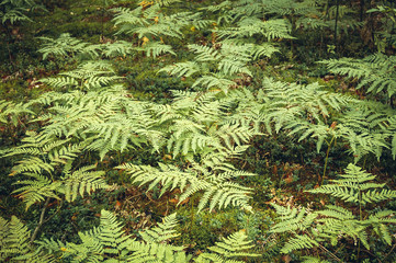 A group of green ferns in the forest