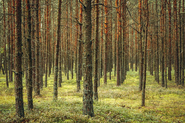 Pine tree forest in Masovian Voivodeship of Poland