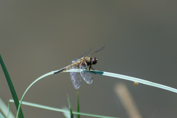 Dragonfly
