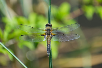 Dragonfly