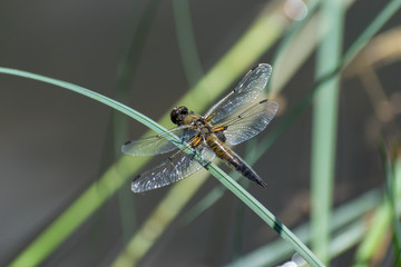 Dragonfly