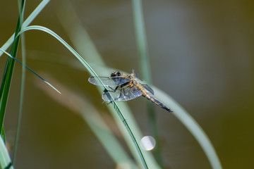 Dragonfly