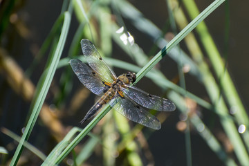 Dragonfly