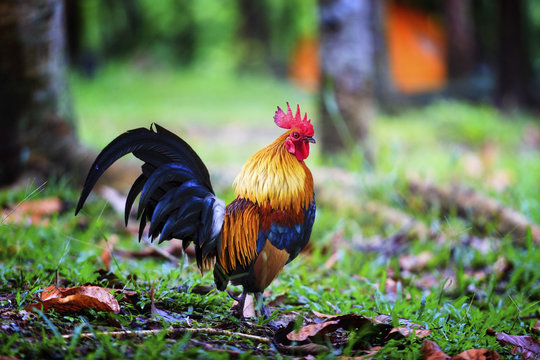 A beautiful male rooster walking in the forest on nature background
