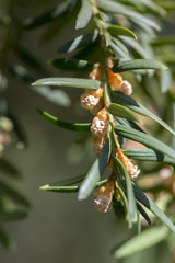 Taxus baccata ornamental shrub in bloom, coniferous branches with green needles and strong spring allergen