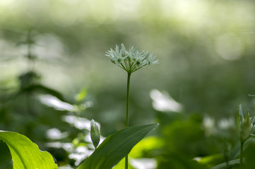 Naklejka premium Group of white allium ursinum herbaceous flowers and leaves blurry background in hornbeam forest, beautiful and healthy herb