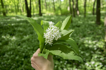 Bunch of white allium ursinum herbaceous flowers and leaves in hands in hornbeam forest, amazing springtime greenery