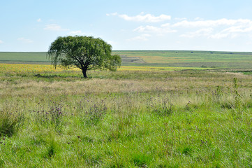 A tree in a field in South Africa